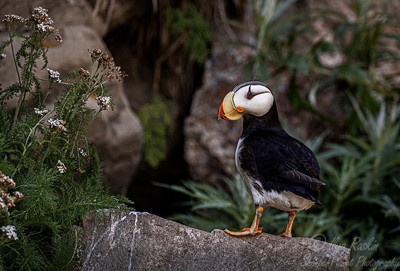 078 Horned puffin (Fratercula corniculata) - Katmai NP Alaska
