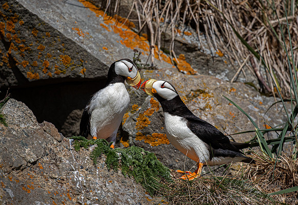 079 Horned puffins (Fratercula corniculata) - Katmai NP Alaska
