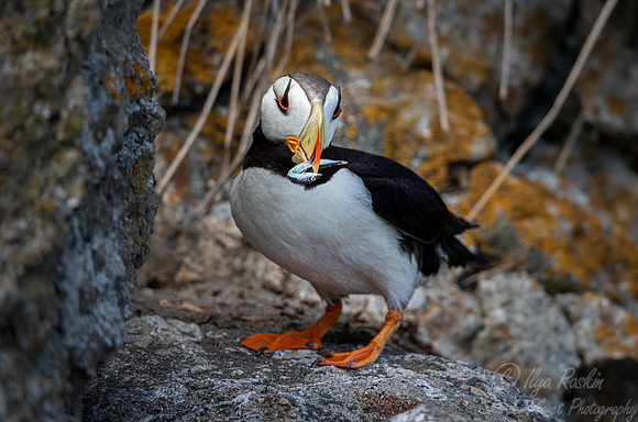 081 Horned puffin (Fratercula corniculata) - Katmai NP Alaska