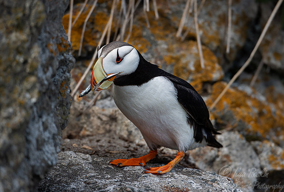 082 Horned puffin (Fratercula corniculata) - Katmai NP Alaska