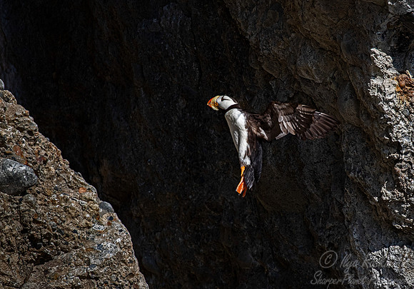 083 Horned puffin (Fratercula corniculata) - Katmai NP Alaska