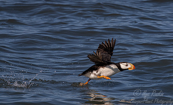 084 Horned puffin (Fratercula corniculata) - Katmai NP Alaska