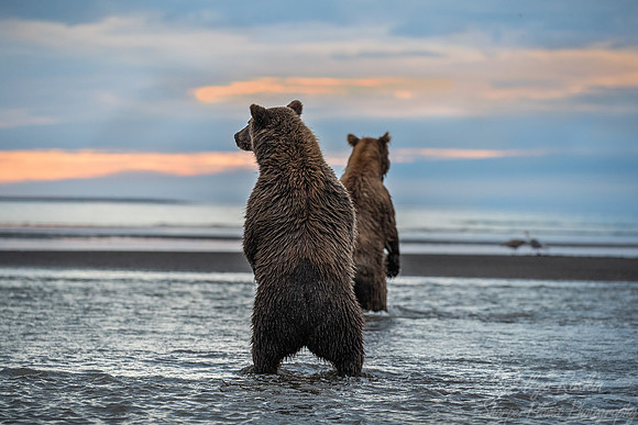 354 Brown Bears (Ursus arctos) - Katmai NP Alaska