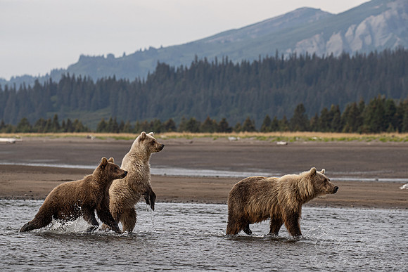 358 Brown Bears (Ursus arctos) - Katmai NP Alaska