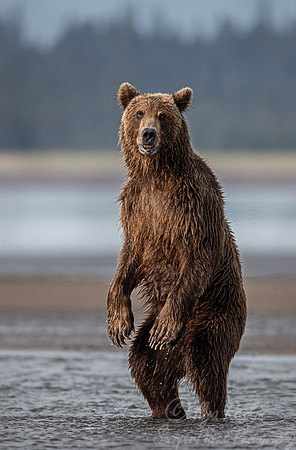 355 Brown Bear (Ursus arctos) - Katmai NP Alaska