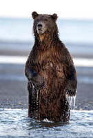 2020 Brown Bears and Birds in Alaska