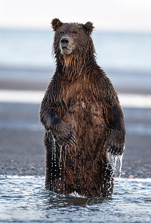 356 Brown Bear (Ursus arctos) - Katmai NP Alaska