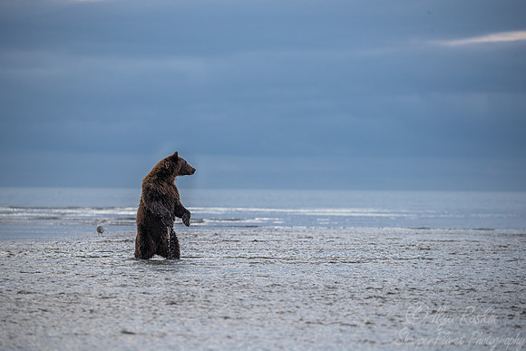 357 Brown Bear (Ursus arctos) - Katmai NP Alaska