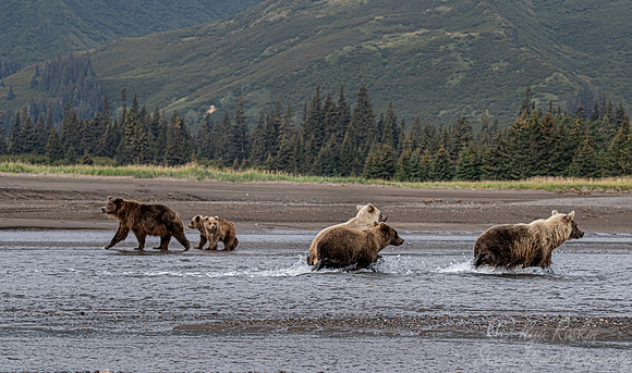 359 Brown Bears (Ursus arctos) - Katmai NP Alaska