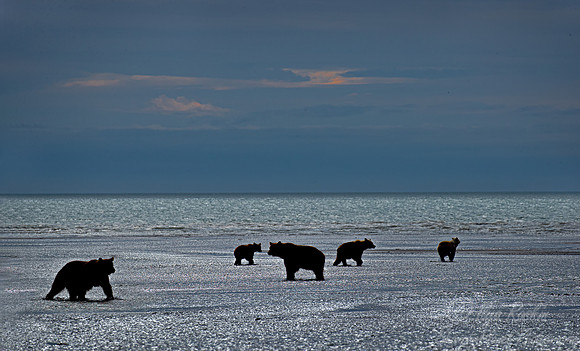 360 Brown Bears (Ursus arctos) - Katmai NP Alaska