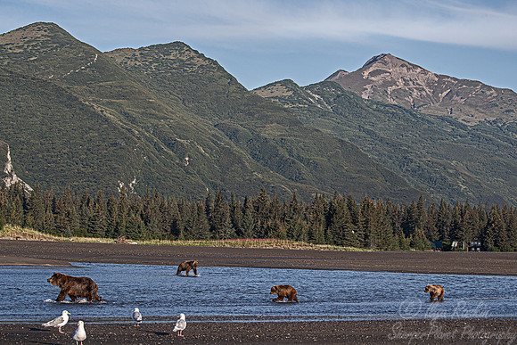 361 Brown Bears (Ursus arctos) - Katmai NP Alaska