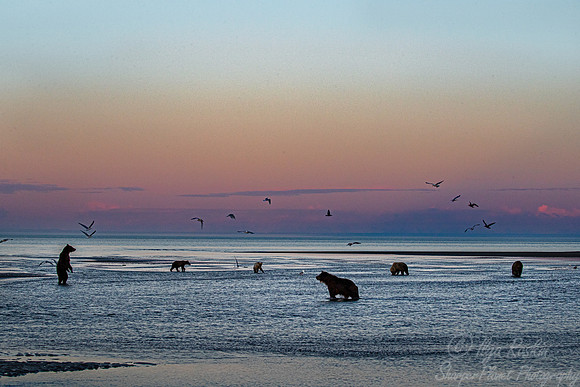 362 Brown Bears (Ursus arctos) - Katmai NP Alaska