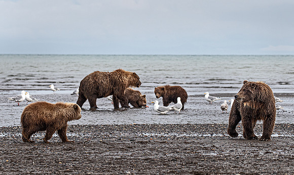 363 Brown Bears (Ursus arctos) - Katmai NP Alaska