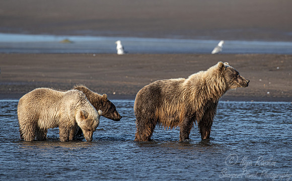 364 Brown Bears (Ursus arctos) - Katmai NP Alaska