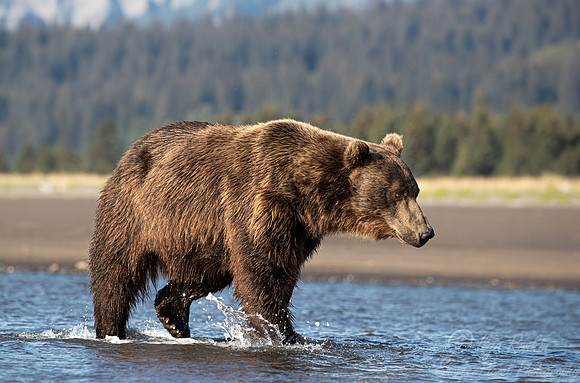 365 Brown Bear (Ursus arctos) - Katmai NP Alaska