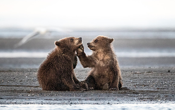 366 Brown Bear cubs (Ursus arctos) - Katmai NP Alaska