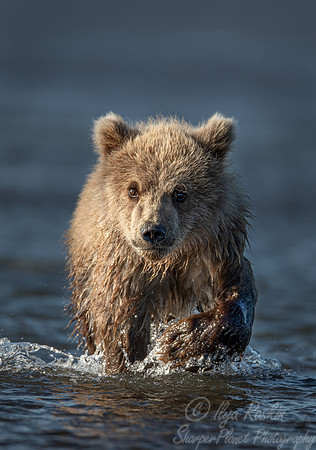 367 Brown Bear cub (Ursus arctos) - Katmai NP Alaska