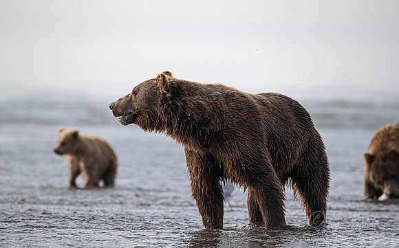 368 Brown Bears (Ursus arctos) - Katmai NP Alaska