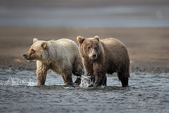 369 Brown Bear cubs (Ursus arctos) - Katmai NP Alaska