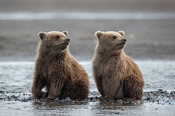 370 Brown Bear cubs (Ursus arctos) - Katmai NP Alaska