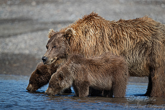 371 Brown Bear with cubs (Ursus arctos) - Katmai NP Alaska