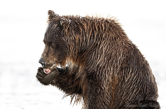 372 Brown Bear (Ursus arctos) - Katmai NP Alaska