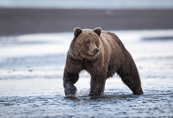 373 Brown Bear (Ursus arctos) - Katmai NP Alaska