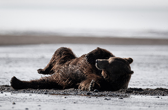 374 Brown Bear (Ursus arctos) - Katmai NP Alaska
