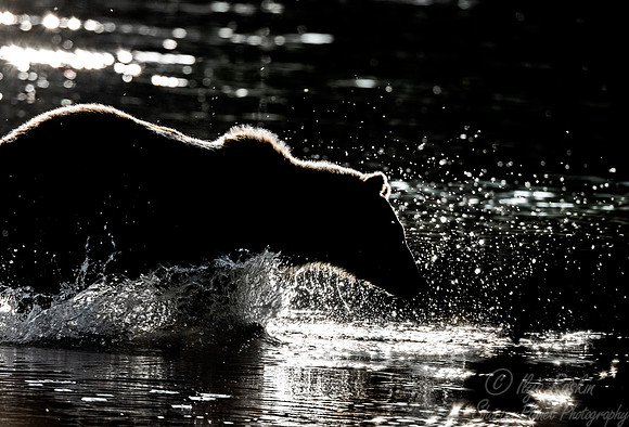 375 Brown Bear (Ursus arctos) - Katmai NP Alaska