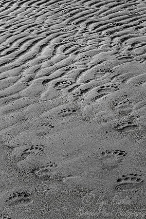 376 Brown Bear tracks (Ursus arctos) - Katmai NP Alaska