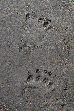 377 Brown Bear tracks (Ursus arctos) - Katmai NP Alaska
