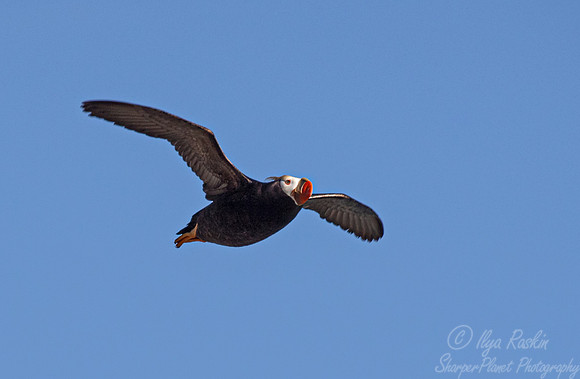 1077 Tufted puffin (Fratercula cirrhata) - Katmai NP Alaska