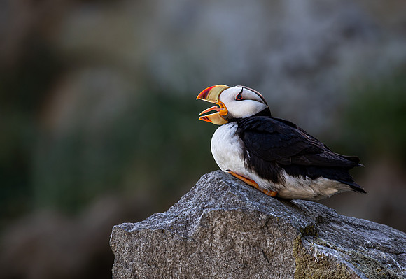 1080 Horned puffin (Fratercula corniculata) - Katmai NP Alaska