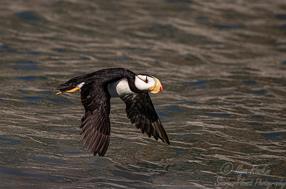1085 Horned puffin (Fratercula corniculata) - Katmai NP Alaska