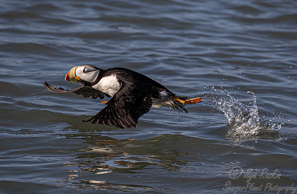 1086 Horned puffin (Fratercula corniculata) - Katmai NP Alaska