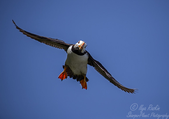1090 Horned puffin (Fratercula corniculata) - Katmai NP Alaska