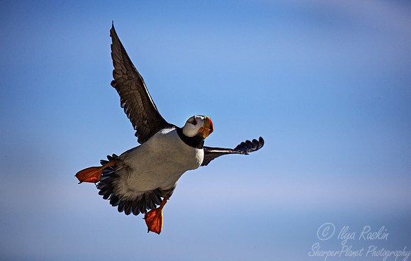 1091 Horned puffin (Fratercula corniculata) - Katmai NP Alaska