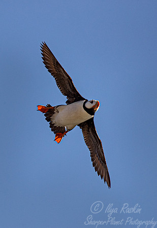 1092 Horned puffin (Fratercula corniculata) - Katmai NP Alaska