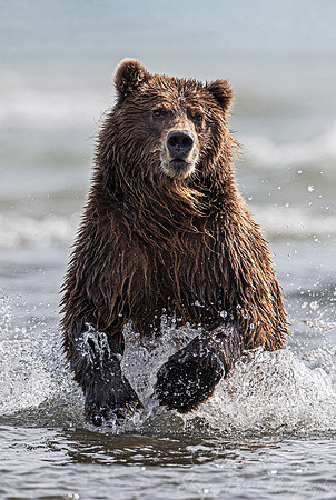 265 Brown Bear (Ursus arctos) - Katmai NP Alaska