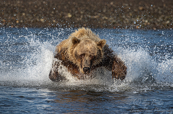 268 Brown Bear (Ursus arctos) - Katmai NP Alaska