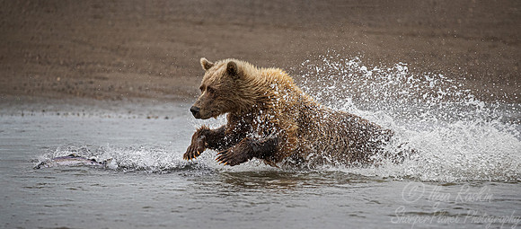 270 Brown Bear (Ursus arctos) - Katmai NP Alaska