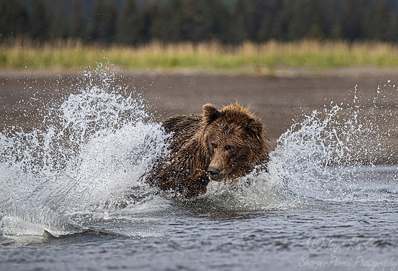 271 Brown Bear (Ursus arctos) - Katmai NP Alaska