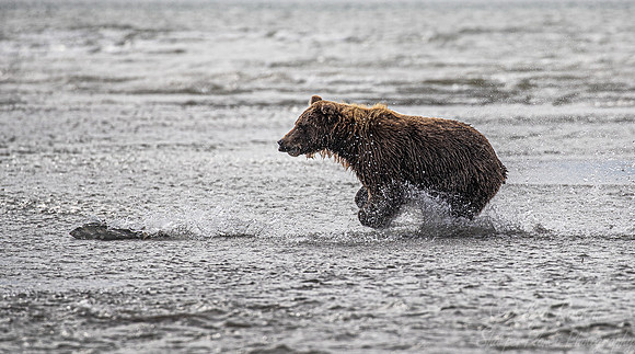 278 Brown Bear (Ursus arctos) - Katmai NP Alaska