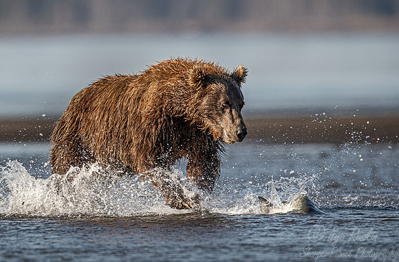 283 Brown Bear (Ursus arctos) - Katmai NP Alaska