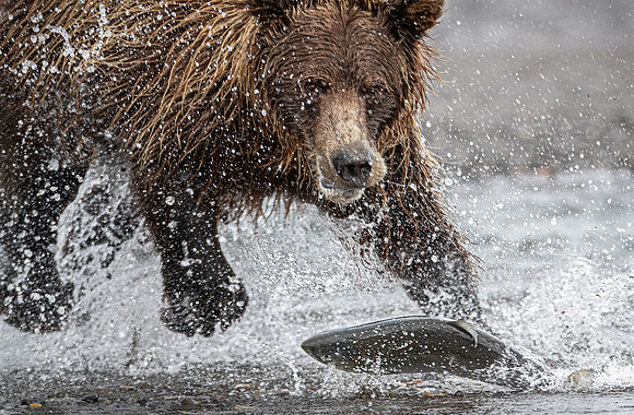 285 Brown Bear (Ursus arctos) - Katmai NP Alaska