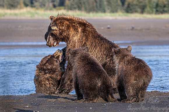 289 Brown Bears (Ursus arctos) - Katmai NP Alaska