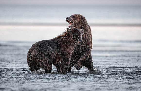 291 Brown Bears (Ursus arctos) - Katmai NP Alaska