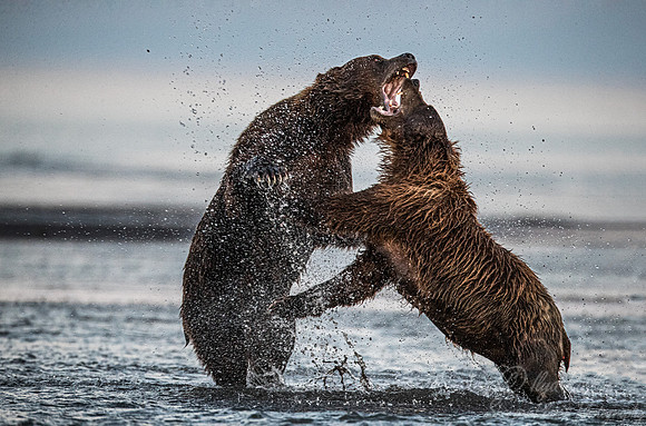 292 Brown Bears (Ursus arctos) - Katmai NP Alaska