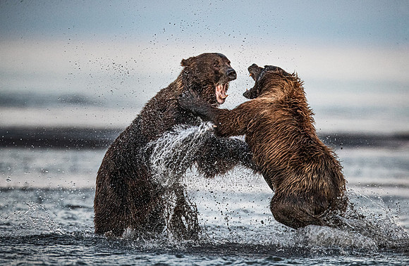 293 Brown Bears (Ursus arctos) - Katmai NP Alaska