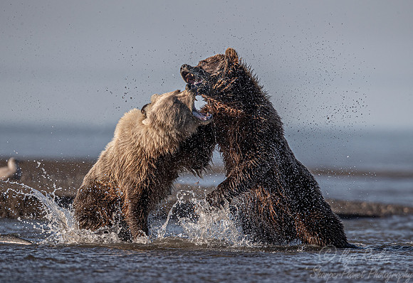 296 Brown Bears (Ursus arctos) - Katmai NP Alaska